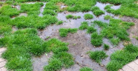 water logged lawns